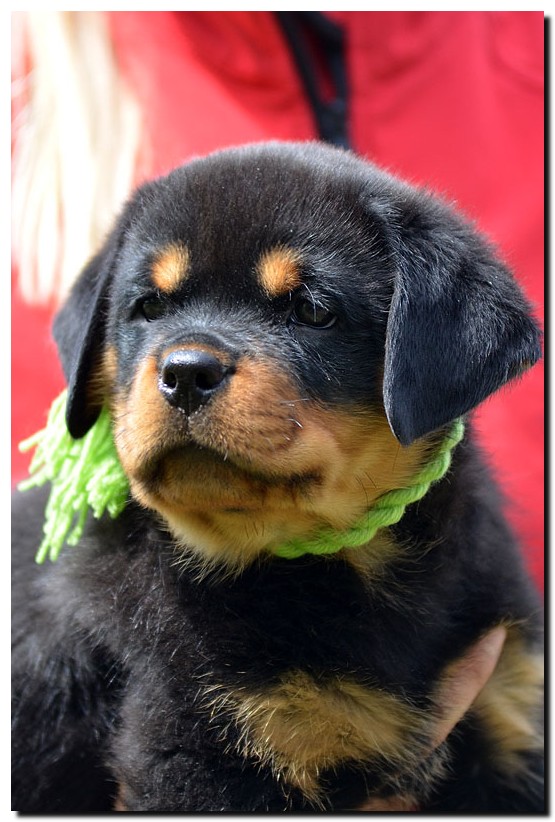 Gandalf von der Alten Festung Gandalf von der Alten Festung