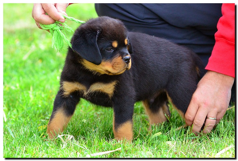 Gandalf von der Alten Festung Gandalf von der Alten Festung