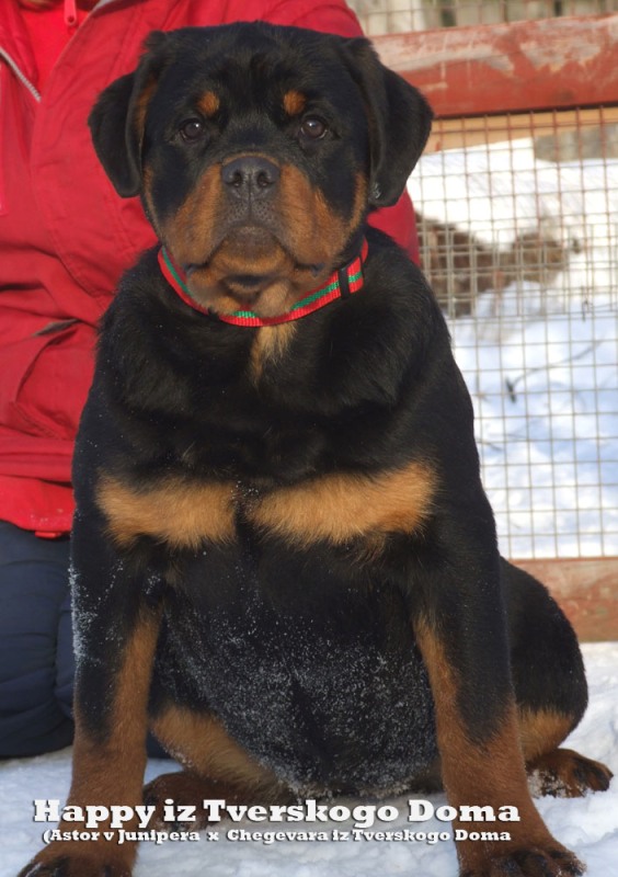 Happy iz Tverskogo Doma Happy iz Tverskogo Doma