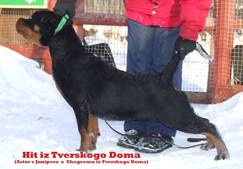 Hit iz Tverskogo Doma Hit iz Tverskogo Doma