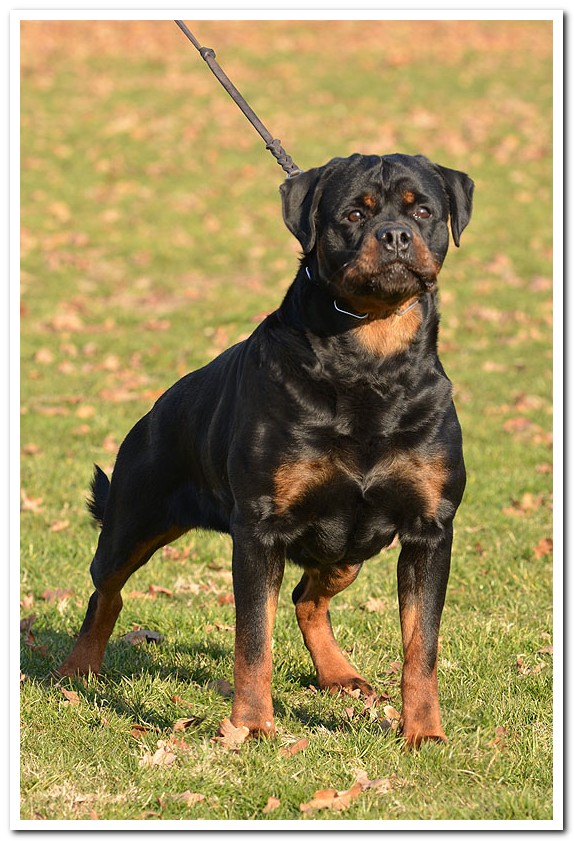 Ivi Earl Antonius Ivi Earl Antonius