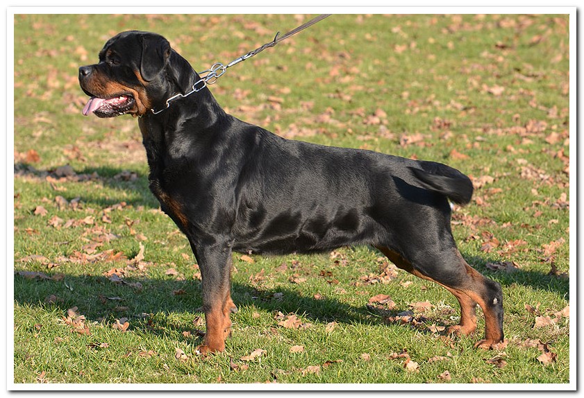 Ivi Earl Antonius Ivi Earl Antonius