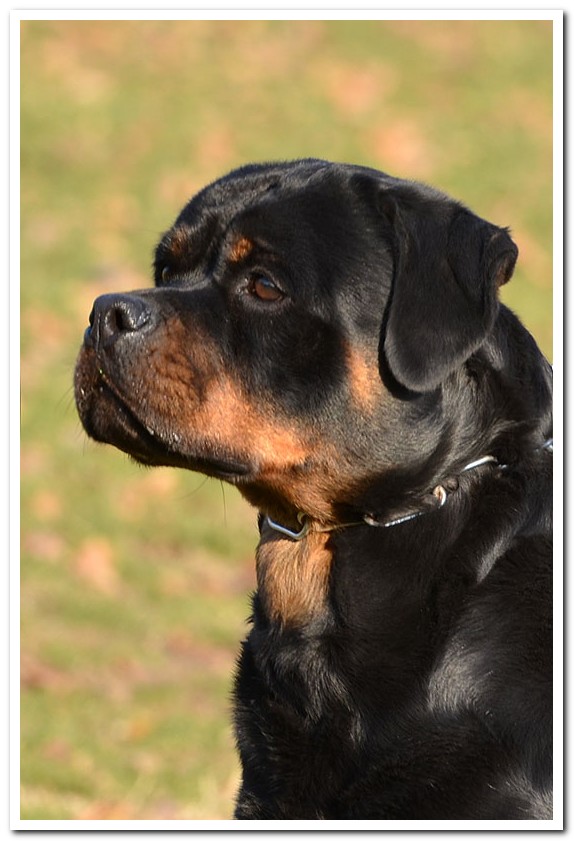 Ivi Earl Antonius Ivi Earl Antonius