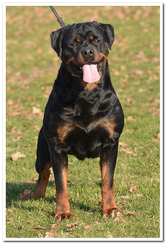 Ivi Earl Antonius Ivi Earl Antonius