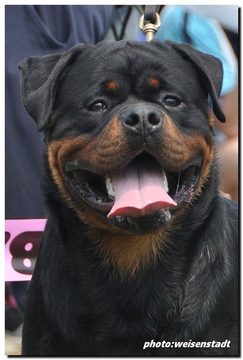 Jerry Lee van Gorgar Jerry Lee van Gorgar