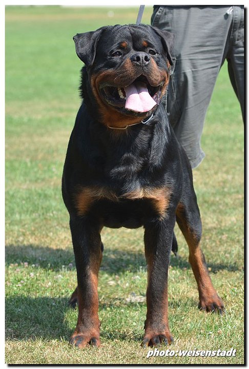 Jerry Lee van Gorgar Jerry Lee van Gorgar