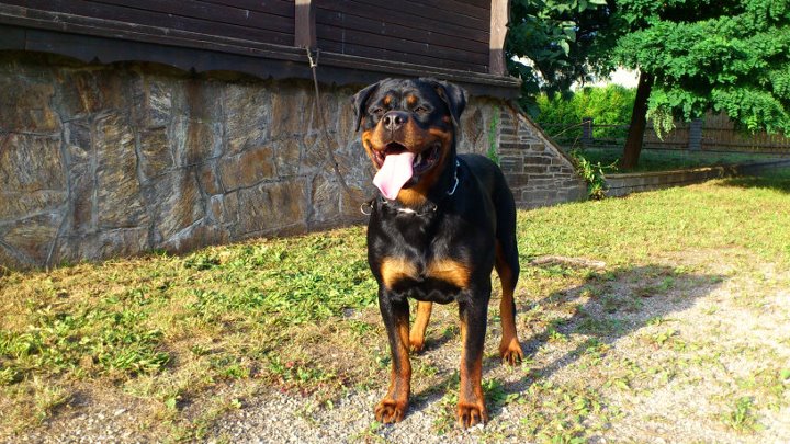 Jolanda van Gorgar Jolanda van Gorgar