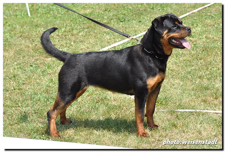 Josy vom Deniel Rott Josy vom Deniel Rott