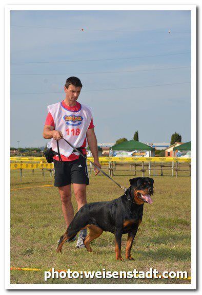 Josy vom Deniel Rott Josy vom Deniel Rott