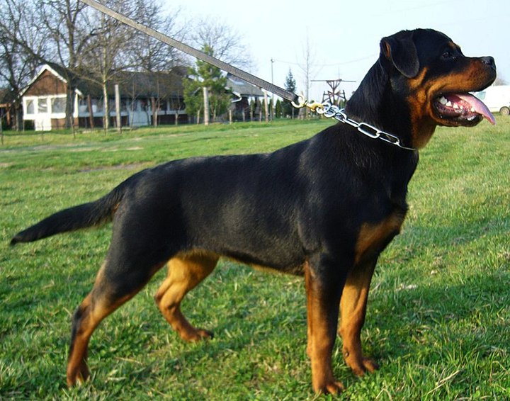 Josy vom Deniel Rott Josy vom Deniel Rott