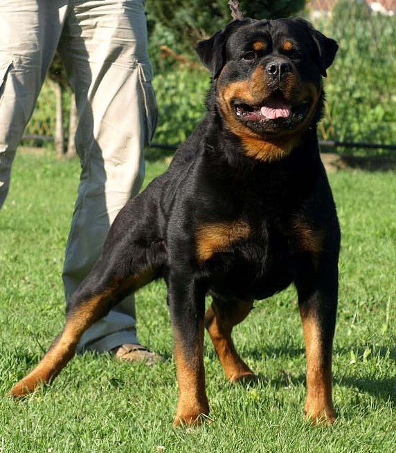 NelsoAF.jpg NelsoAF.jpg