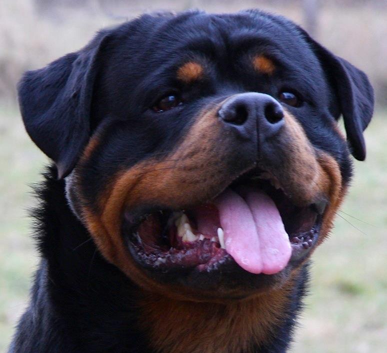 Paco Black Allusion Paco Black Allusion