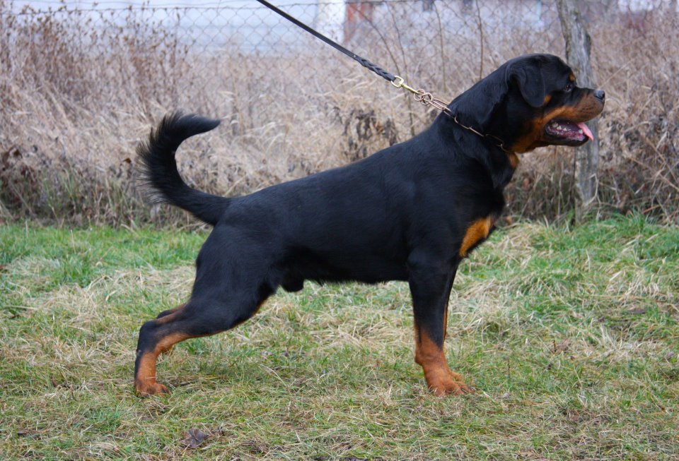 Paco Black Allusion Paco Black Allusion