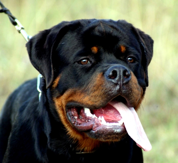 Rambo von der Baluen Welle Rambo von der Baluen Welle