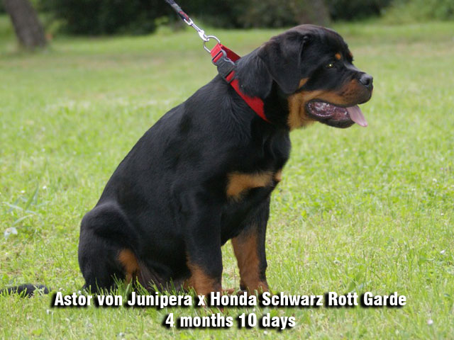 Rambo von der Baluen Welle Rambo von der Baluen Welle