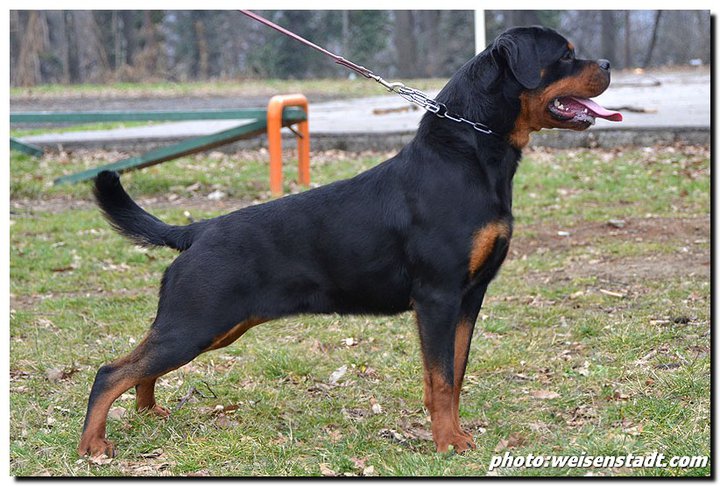 Viva von Kelemen Viva von Kelemen