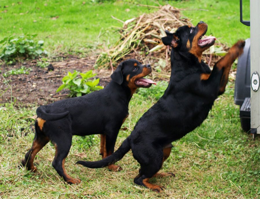 XenaXandor XenaXandor