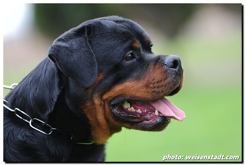 Zar von der Alten Festung Zar von der Alten Festung