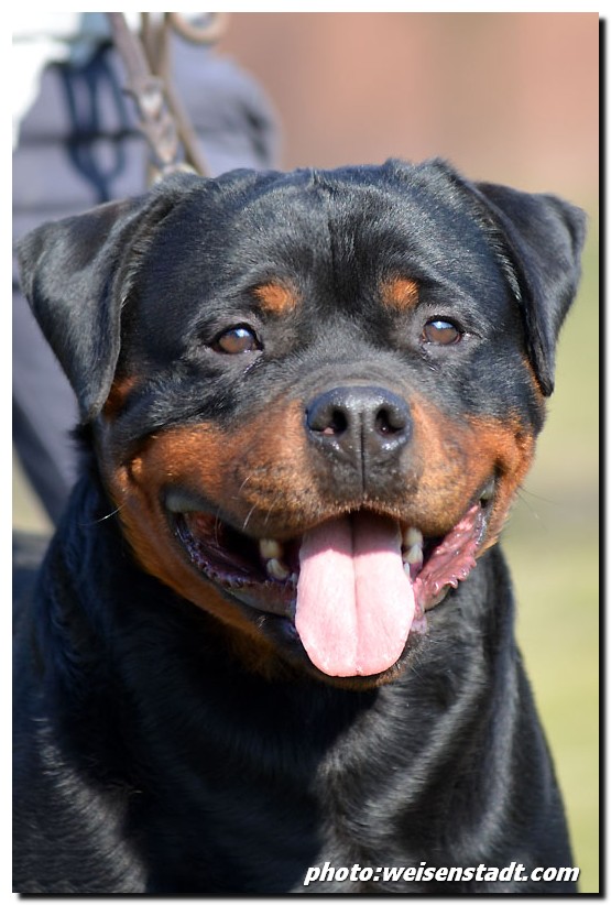 Zar von der Alten Festung Zar von der Alten Festung