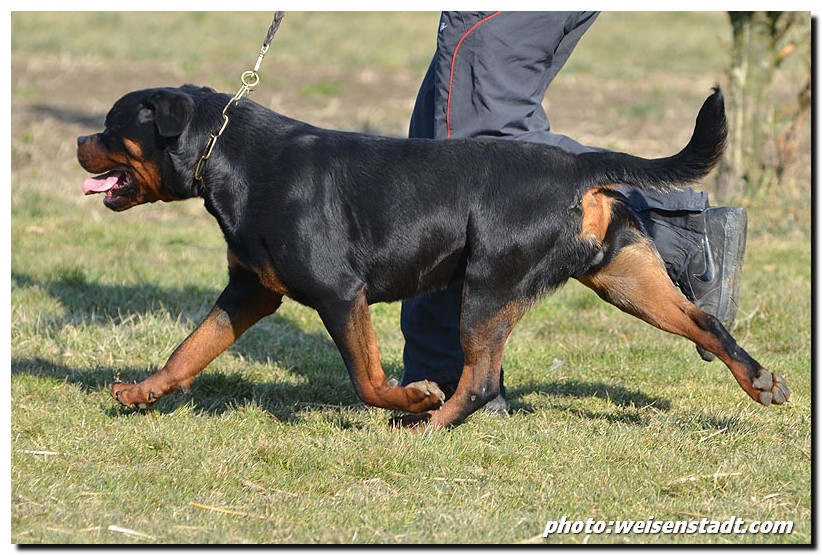 Zar von der Alten Festung Zar von der Alten Festung