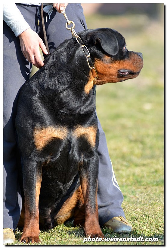 Zar von der Alten Festung Zar von der Alten Festung