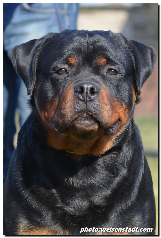 Zar von der Alten Festung Zar von der Alten Festung