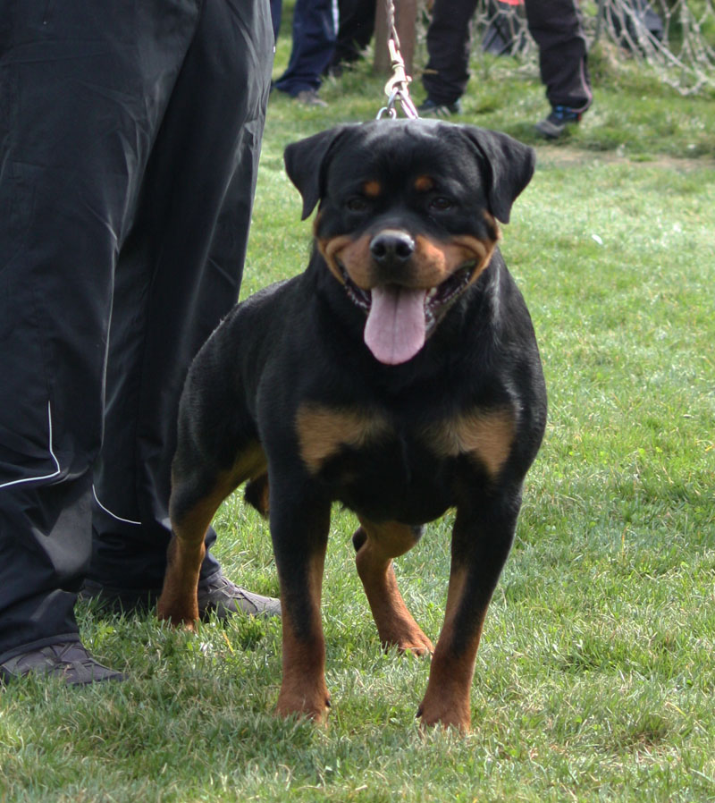 Castor von der Alten Festung Castor von der Alten Festung
