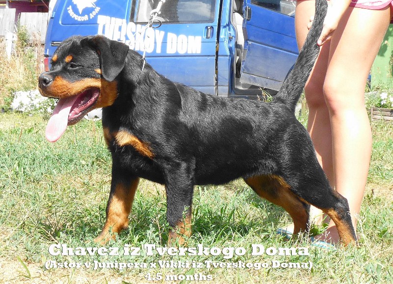 Chavez iz Tverskogo Doma Chavez iz Tverskogo Doma