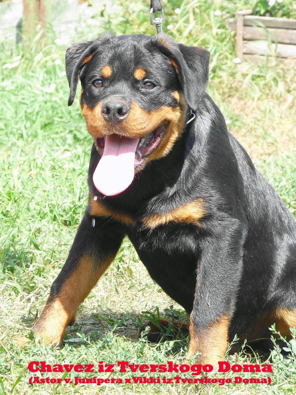 Chavez iz Tverskogo Doma Chavez iz Tverskogo Doma