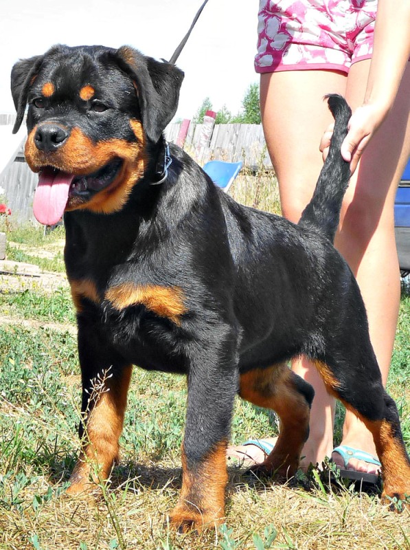 Chavez iz Tverskogo Doma Chavez iz Tverskogo Doma