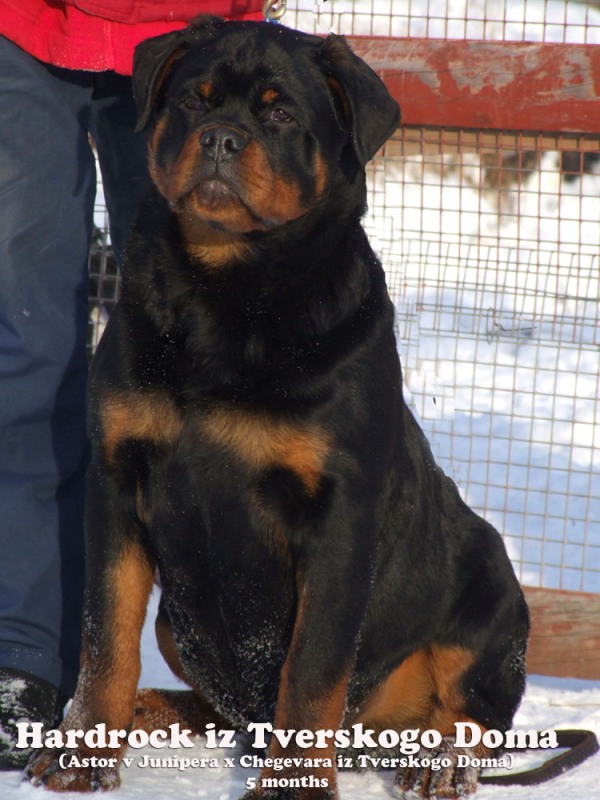 Hardrock iz Tverskogo Doma Hardrock iz Tverskogo Doma