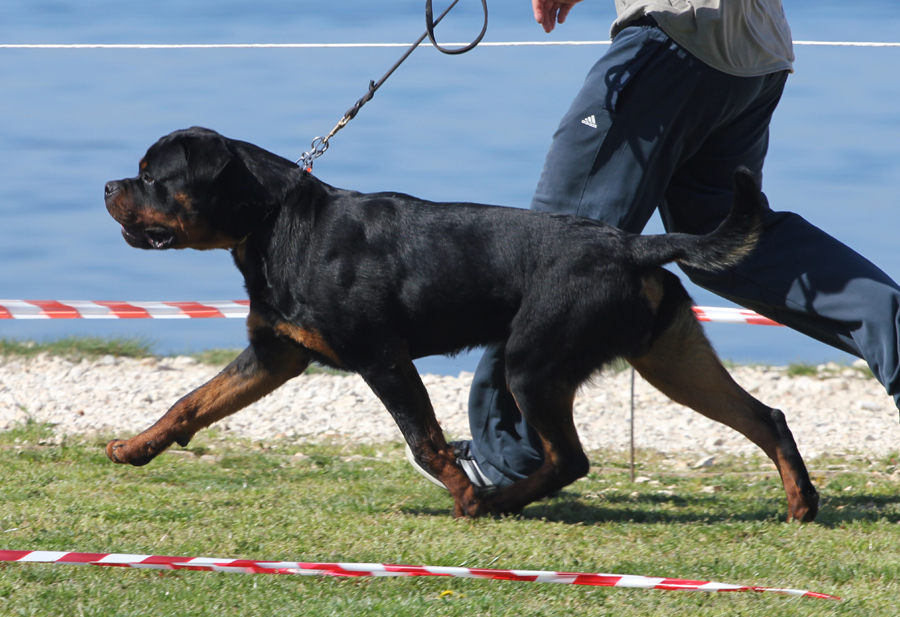 Jerry Lee van Gorgar, 8 months old Jerry Lee van Gorgar, 8 months old