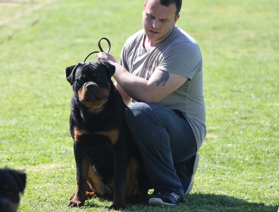 Jerry Lee van Gorgar, 8 months old Jerry Lee van Gorgar, 8 months old