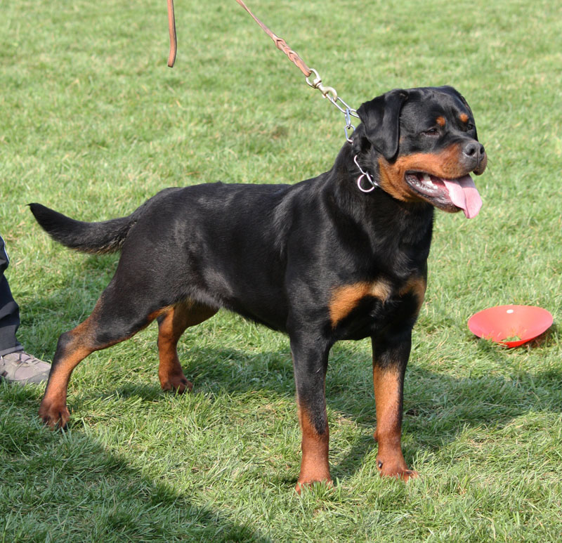 Viva von Kelemen Viva von Kelemen