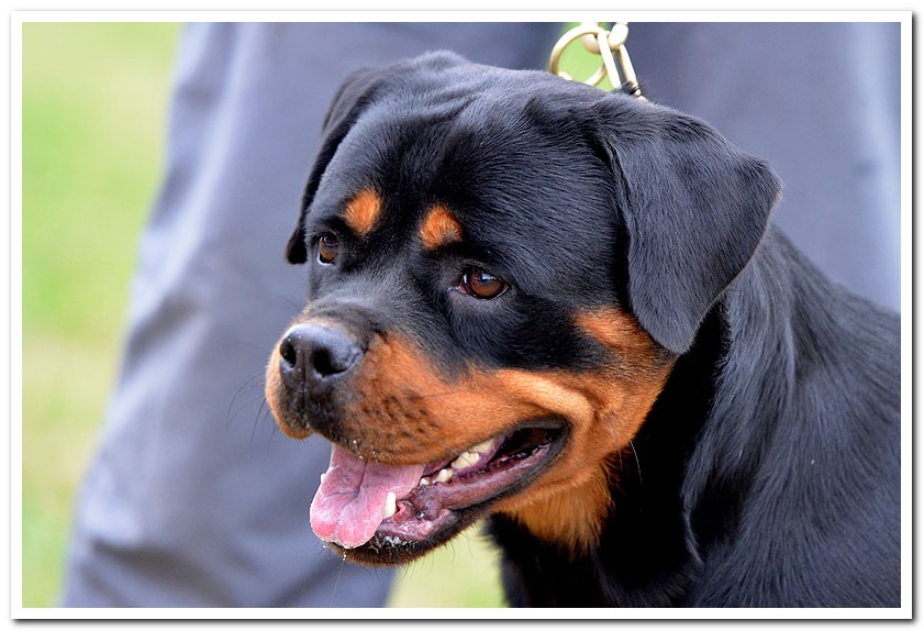 Attica Ad-Dirah Attica Ad-Dirah