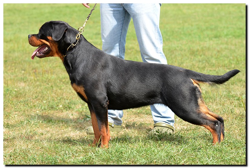 Attica Ad-Dirah Attica Ad-Dirah