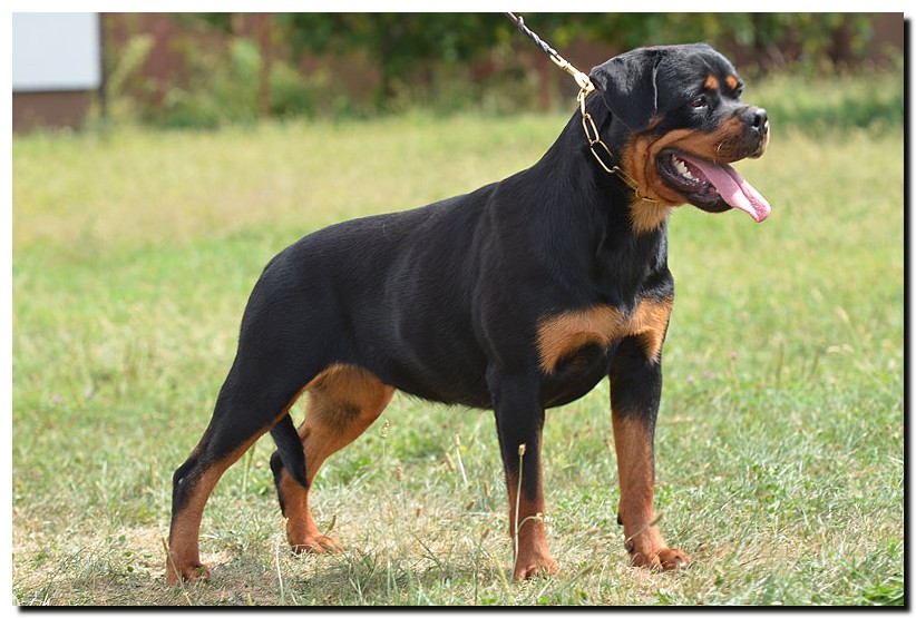 Attica Ad-Dirah Attica Ad-Dirah