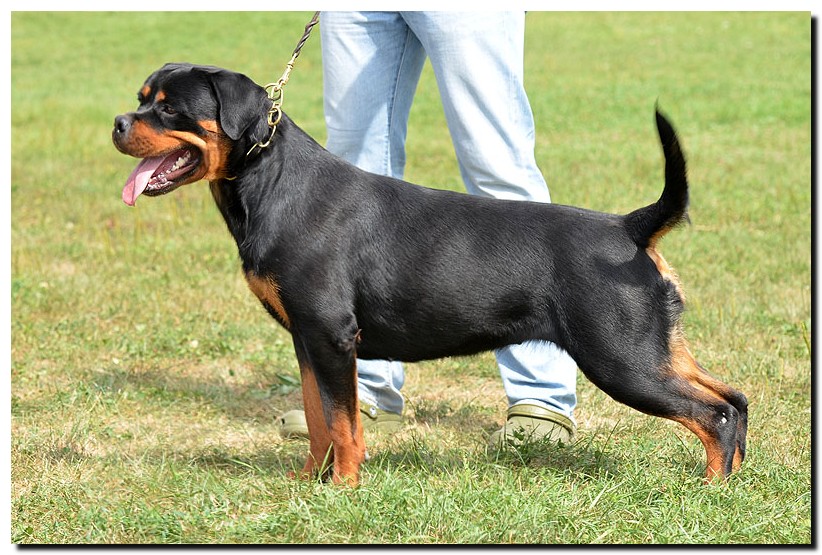 Attica Ad-Dirah Attica Ad-Dirah