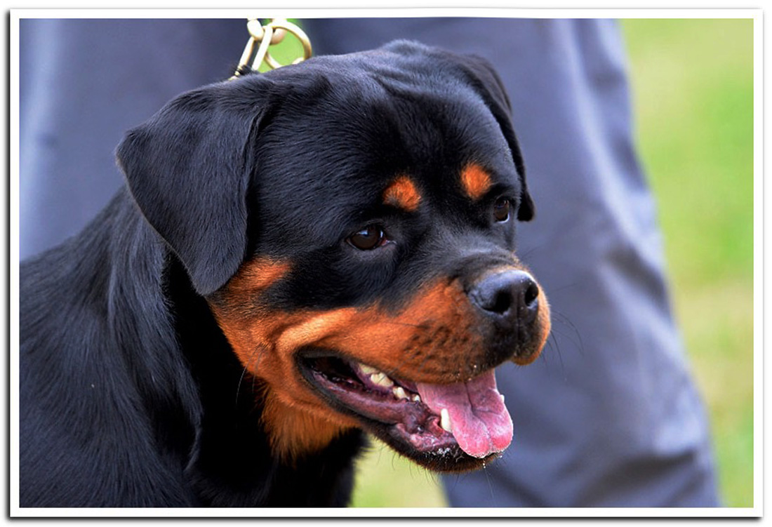 Attica Ad-Dirah Attica