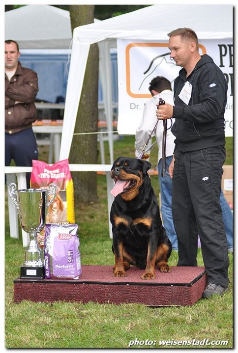 Wd Ch. Wd Ch. Astor von Junipera