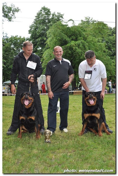 Wd Ch. Astor von Junipera Wd Ch. Astor von Junipera