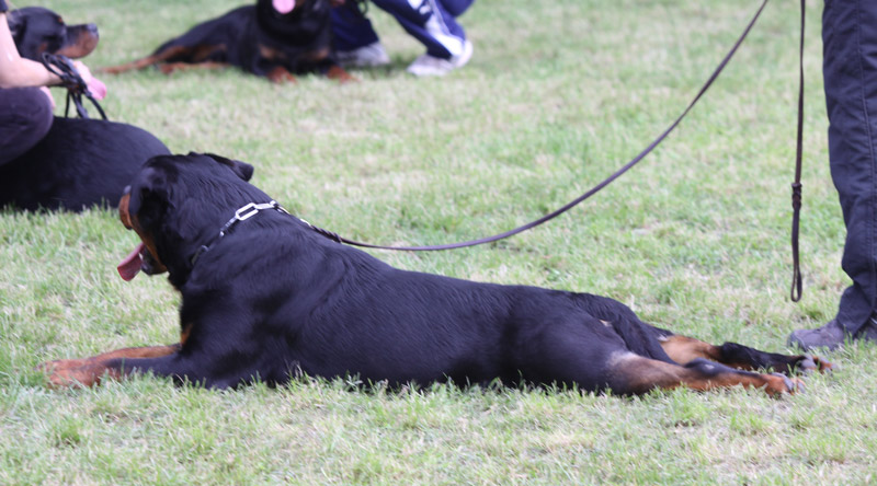 Astor von Junipera Astor von Junipera