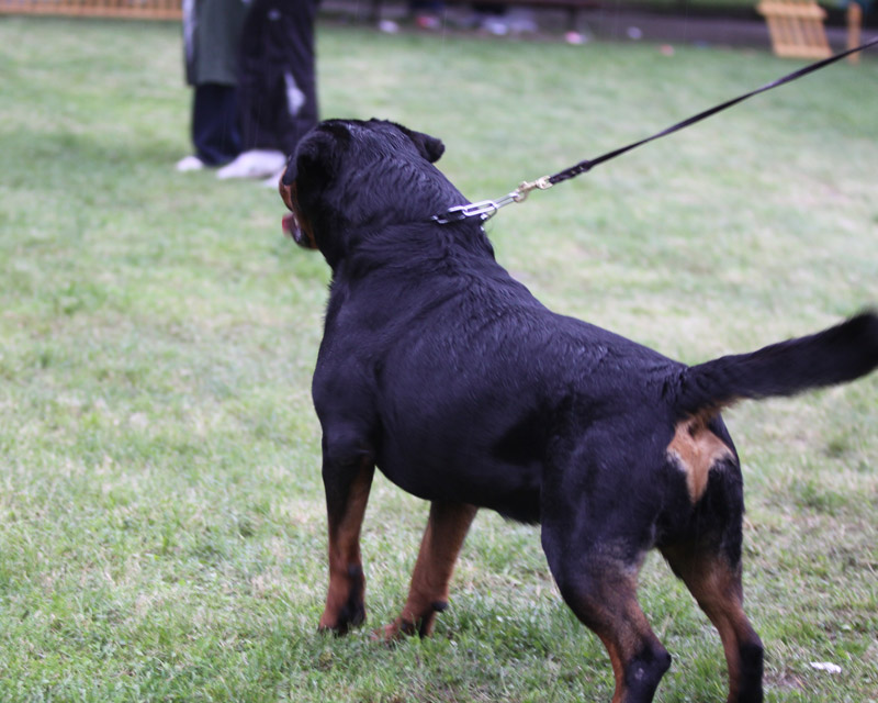 Astor von Junipera Astor von Junipera