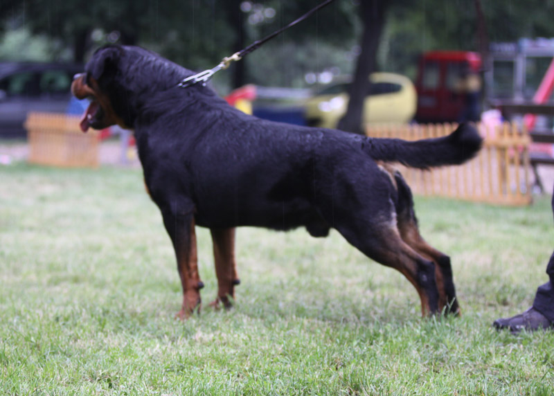 Astor von Junipera Astor von Junipera