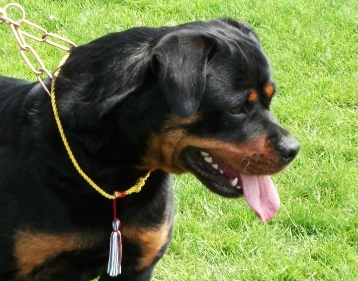 Bella von der Alten Festung Bella von der Alten Festung