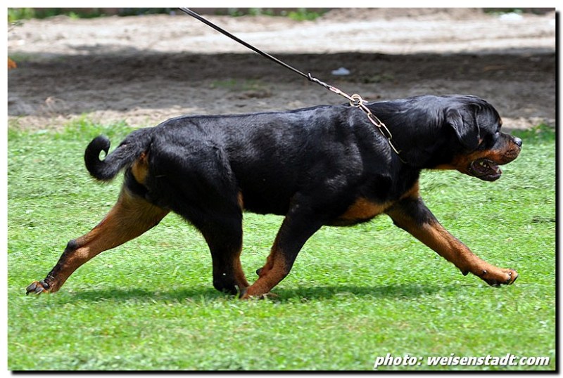Brando von der Alten Festung Brando von der Alten Festung
