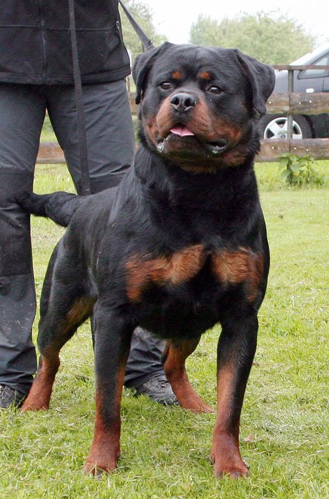 Burning des Princes d'Aragone Burning des Princes d'Aragone