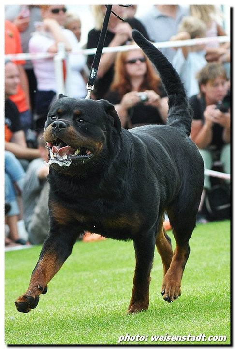 Burning des Princes d'Aragone Burning des Princes d'Aragone