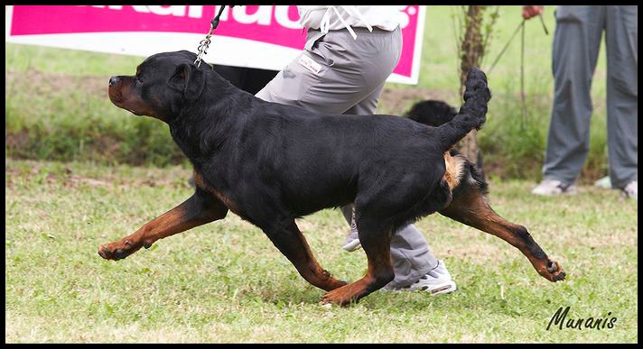 Wd.Ch. Burning des Princes d'Aragone Burning des Princes d'Aragone