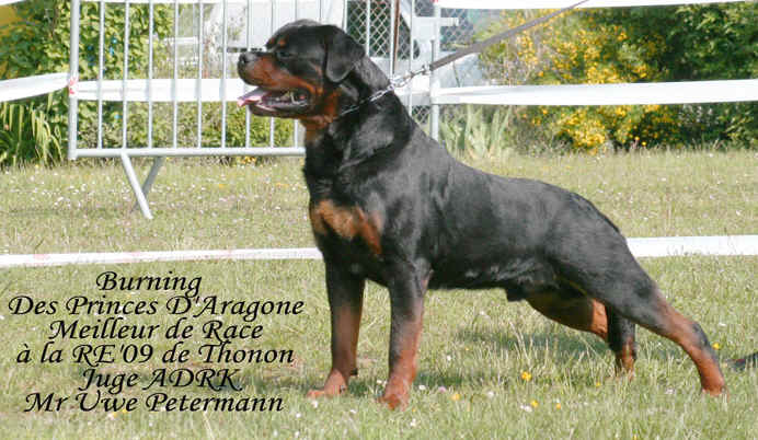 Burning des Princes d'Aragone Burning des Princes d'Aragone